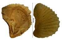 Scabrotrigonia scabra